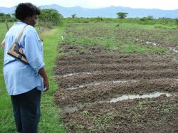 Planting of crops Chiga project